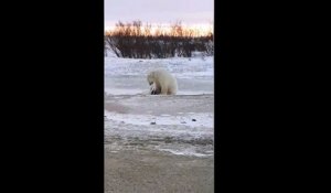 Un ours polaire s’approche d’un chien attaché à une chaîne