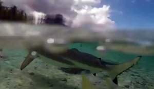 Un chien nage avec les requins