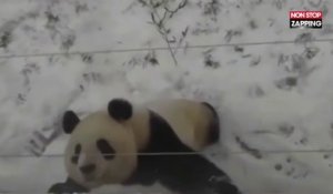 Un panda s’éclate dans la neige (Vidéo)