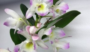 Une orchidée attrape un criquet