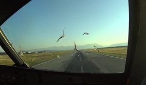 Un A320 percute des oiseaux à l'atterrissage