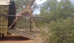 Cette pauvre girafe rate complètement sa sortie!