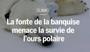 La fonte de la banquise menace la survie de l'ours polaire, selon une nouvelle étude