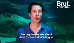 Le requin-zèbre, une espèce menacée