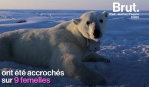Avec la fonte de la banquise, les ours polaires dépensent plus d’énergie qu’ils n’en stockent