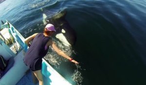 Cette femme caresse une orque sauvage en pleine mer... Magnifique