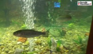 VIDEO(36). Salon de la pêche : du poisson, du poisson, du poisson !