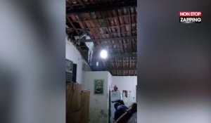 Brésil : Un âne détruit le toit d’une maison, les images insolites (Vidéo)