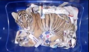 Un bébé tigre enfermé dans un colis est découvert par des douaniers (Mexique)
