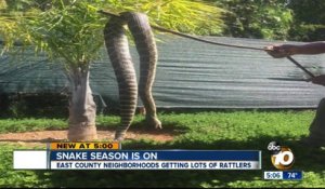 Un énorme serpent à sonnette découvert dans un jardin d'Alpine aux USA... Belle bête