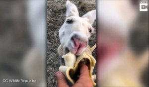 Trop mignon ce kangourou albinos qui mange une banane