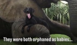 L'amitié incroyable entre un chien et un éléphant... Adorable