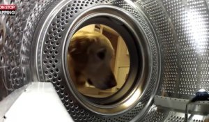 Un chien sauve sa peluche coincée dans une machine à laver (Vidéo)