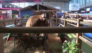 Salon de l'agriculture : les vaches en quête de célébrité