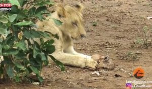 Namibie : Une lionne s’occupe d’un bébé antilope, les images surprenantes (Vidéo)