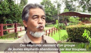 En Malaisie, un sanctuaire pour éléphants abandonnés