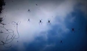 Des milliers d'araignées envahissent le ciel d'Australie