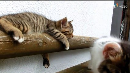 Ce Chaton Mignon Essaie De Reveiller Son Pote Le Chat Sur Orange Videos