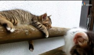 Ce chaton mignon essaie de réveiller son pote le chat