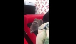 Hilarant : la réaction de ce chat lorsqu'il entend le bruit du pop corn