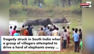 Inde : Un éléphant piétine un homme qui tentait de l’effrayer, les images choc (Vidéo)