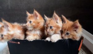 Des chatons mignons dans une boite en carton