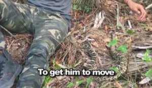 Regardez comment il échappe à la morsure d'un serpent à sonnette