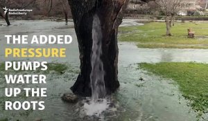 A chaque inondations cet arbre se transforme en fontaine