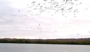 Des dizaines d'oiseaux plongent en même temps pour attraper du poisson !