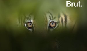Un tigre de Sumatra sauvagement tué par des villageois