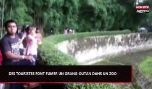 Indonésie : Des touristes font fumer un orang-outan dans un zoo (Vidéo)