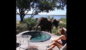 Les éléphants viennent boire dans la piscine de ce lodge au Zimbabwe