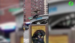 Il filme un aigle qui dévore un autre oiseau en plein New York