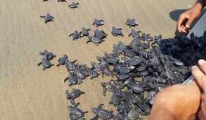 Ils relâchent des centaines de bébés tortues de mer sur la plage