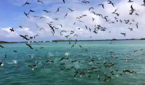 Des centaines d'oiseaux plongent pour attraper des poissons