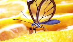 Un papillon aux ailes transparentes