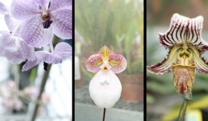 [Jardin du Luxembourg]  Présentation de la collection d'orchidées