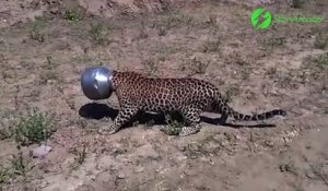 Ce jaguar se retrouve la tête coincée dans un pot en métal.