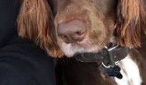 Un chien avec une coupe de cheveux de footballeur