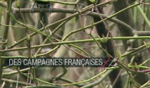 Les oiseaux des campagnes françaises disparaissent