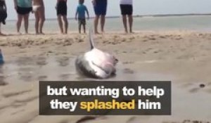 Un grand requin blanc échoué sur la plage va etre sauver de justesse