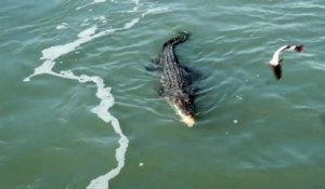 Un crocodile se bat pour un poisson avec un étonnant concurrent
