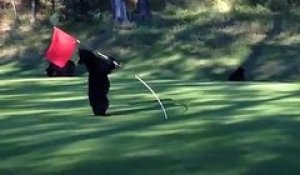 L'ourson qui s'amuse avec le drapeau du trou de golf
