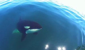 Une orque très curieuse vient rendre visite à des touristes - Bahia de los Angeles, Mexico.
