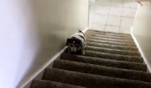 Un chien en surpoids monte un escalier