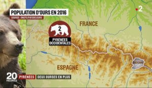 Pyrénées : deux ourses vont être réintroduites