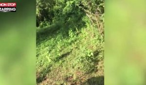 Sri Lanka : Un éléphant attaque une voiture de touristes (vidéo)