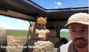 Dans un safari, un homme voit un guépard sauter dans sa voiture !