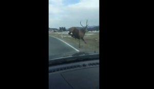 Impressionnant : un cerf traverse juste devant une voiture