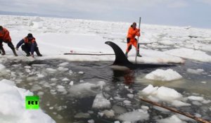 Ces sauveteur font tout pour sauver une orque piégée dans les glaces en russie